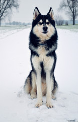 Siberian Husky sitting on a snow covered road in Bavaria, Germany