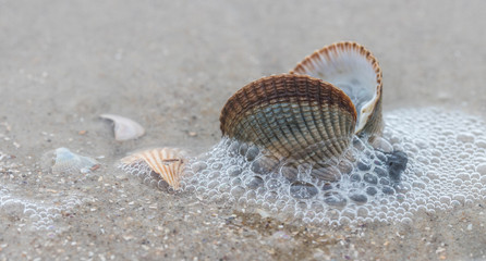 Herzmuschel am Strand