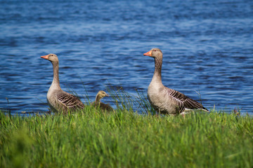 Fototapeta premium Geese Family
