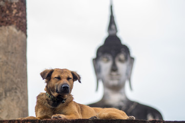 Dog and Buddha