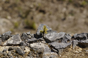 Small tree on Rocks