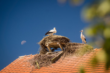 Stork in its nest
