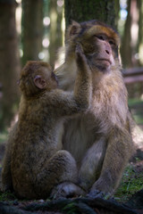 Monkey mother and child