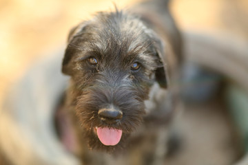 portrait of schnauzer puppy