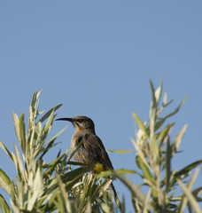 Cape Sugar Bird, ( Promerops cafer ) on everygreen shrub, with blue sky in background, South Africa