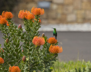 Orange Pinchusion protea in bloom, ( Leucospermum ), with Malachite bird looking to left.  South Africa