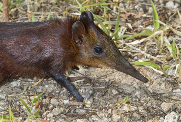 Golden-rumped elephant shrew (Rhynchocyon chrysopygus), coastal Kenya