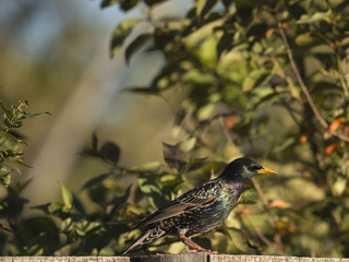 Common Starling, (Sturnus vulgaris), sitting on fence looking right, with very yellow beak, South Africa