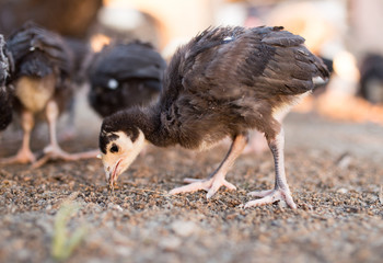 small turkey chickens graze on the farm