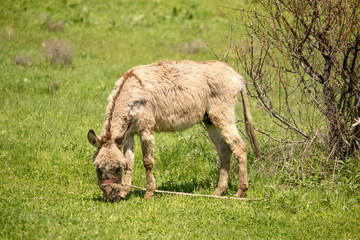 Donkey in the pasture in the spring