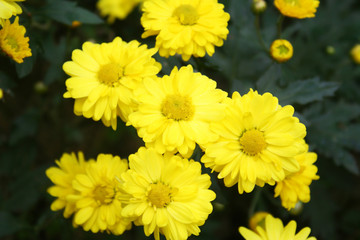 yellow flowers at garden after raining