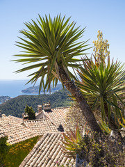 Fototapeta premium Le Jardin exotique d'Eze / Cactus Garden - Nice, France