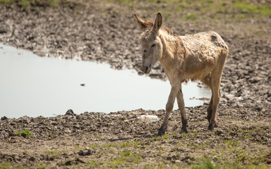 Donkey in the pasture in the spring