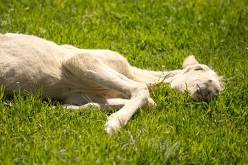 Obraz premium little horse lies on the green grass
