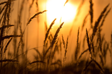 Grass in the rays of sunset as background