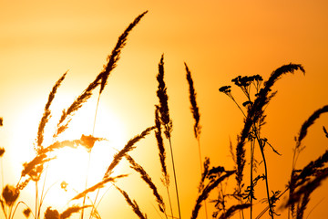 Grass in the rays of sunset as background