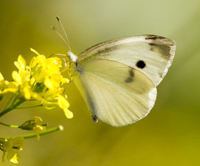 Butterfly on a yellow flower in the nature