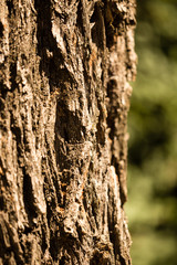 Bark from a tree as a background
