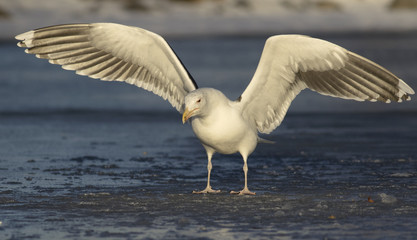 Great Black-backed gull