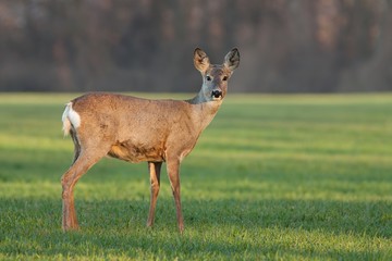 Roe deer doe at sunrise in the spring. Wild animal early in the morning at dawn in first sunrays. Fresh morning in nature. Wildlife scenery with soft orange light.