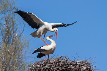 Mating white storks, ciconia ciconia. Wild animals copulating on nest with blue sky as background.