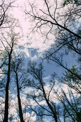 Fototapeta na wymiar Tree branches against the blue sky background