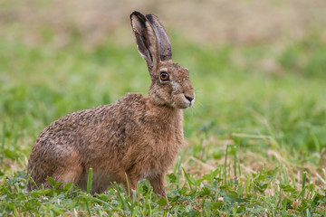 European brown hare, Lepus europaeus on meadow.