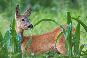 Portrait of roe deer doe female in summer. Close-up of wild animal with fresh colors.