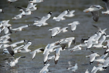 Seagulls are flying (Brown-headed gull)