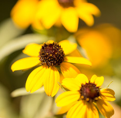 Yellow flower in a park