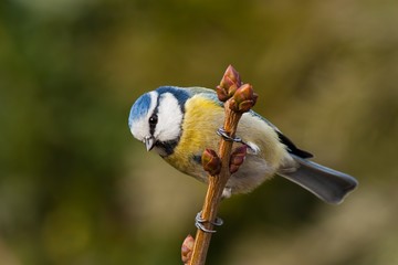 Blue tit, Cyanistes caeruleus, in autumn. Little colorful garden bird sitting on a branch. Yelllow and orange fall colours, blurred backround.