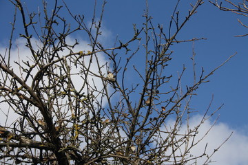 Sparrows on branches