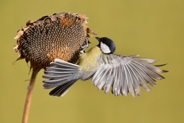 Parus major, Blue tit . A small bird sits on a sunflower plant and feeds sunflower seeds. Flight of the extended wing.  Wildlife scenery, Slovakia, Europe.