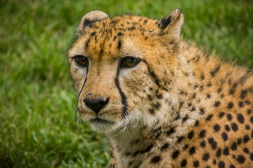 Cheetah