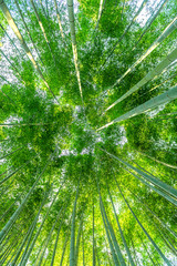 bamboo forest. Nature background.