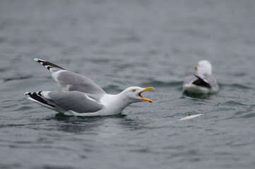 Silbermöwen schwimmen auf dem Meer, Nordsee, Norwegen