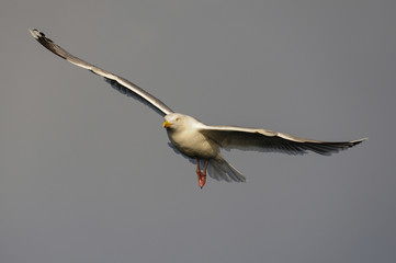 Silbermöwe fliegt am Himmel, Nordsee, Norwegen
