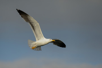 Heringsmöwe fliegt am Himmel, Nordsee, Norwegen
