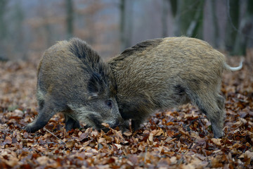 Schwarzwild, Frischlinge im spielerischem Kampf, Herbst