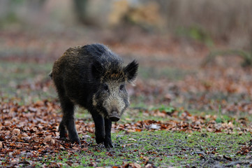 Schwarzwild, Frischling im Wald, Herbst