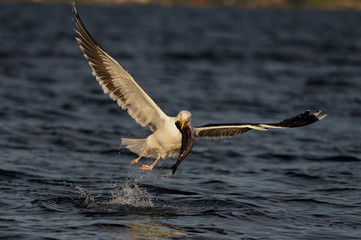 Mantelmöwe fliegt mit erbeutetem Fisch übers Meer, Nordsee, Norwegen