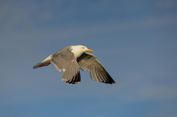 Silbermöwe fliegt am Himmel, Nordsee, Norwegen