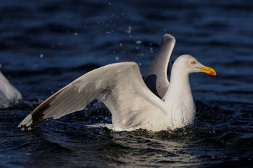 Silbermöwe schwimmt auf dem Meer, Nordsee, Norwegen