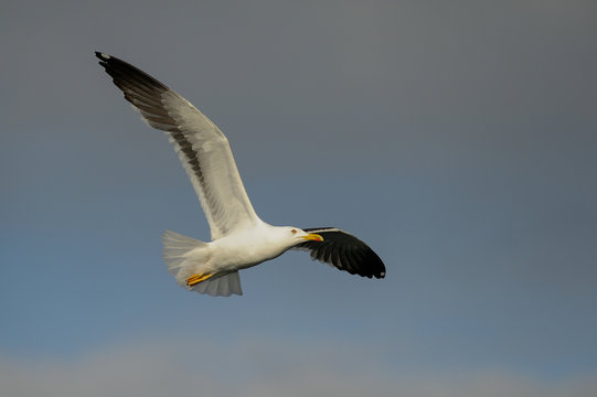 Heringsmöwe fliegt am Himmel, Nordsee, Norwegen