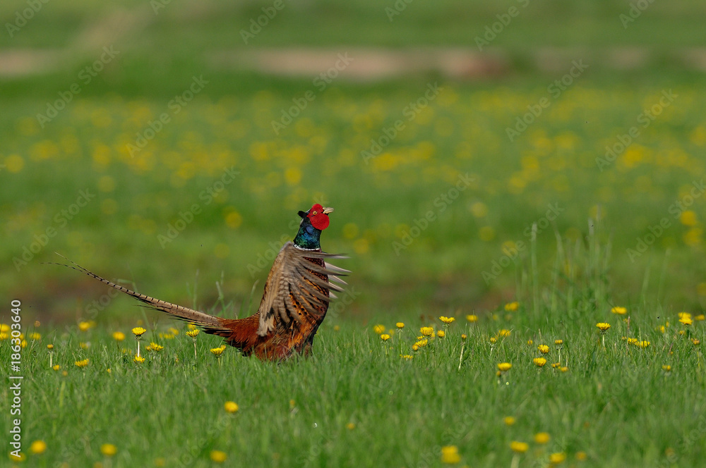 Sticker jagdfasan, fasanen hahn balzt auf einer löwenzahn wiese, frühling