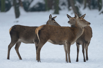 Fototapeta premium Rotwild, Kahlwild im Winter, (cervus elaphus)