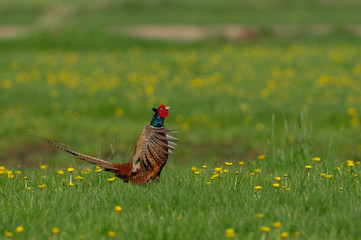 Jagdfasan, Fasanen Hahn balzt auf einer L&ouml;wenzahn Wiese, Fr&uuml;hling