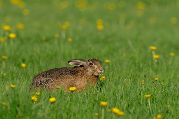 Feldhase knabbert an einer Löwenzahn Blüte, Frühling