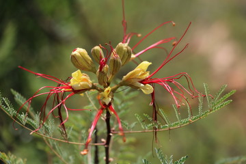 Flower of Grevillea robusta in Australia