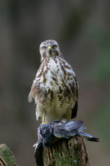 Maeusebussard mit Beute, Winter